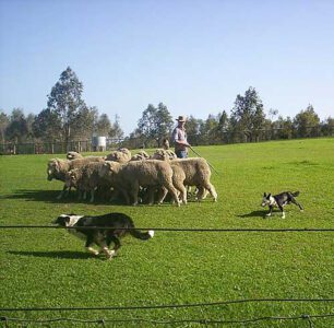 Training Working Sheep Dogs Image